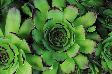 Image showing green houseleek plant texture