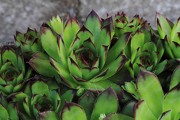 Image showing green houseleek plant texture
