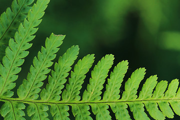 Image showing green fern detail