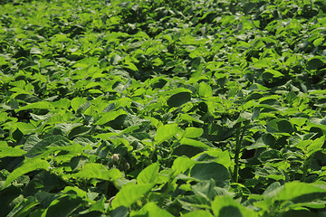 Image showing fresh green potatoes plant field