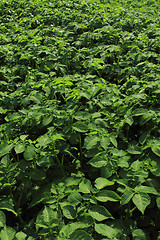 Image showing fresh green potatoes plant field