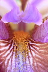 Image showing iris flag flower detail