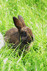 Image showing dark rabbit grass