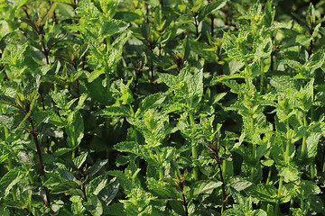 Image showing green mint texture 
