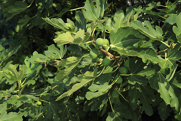 Image showing figs tree with fruits