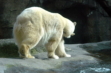 Image showing Polar bear.