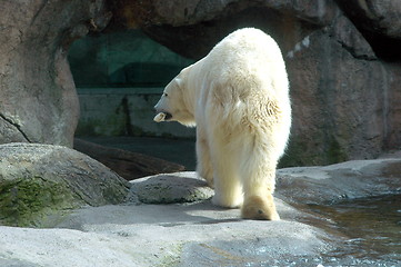 Image showing Polar bear.