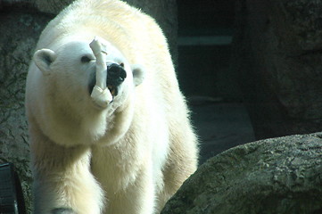 Image showing Polar bear.