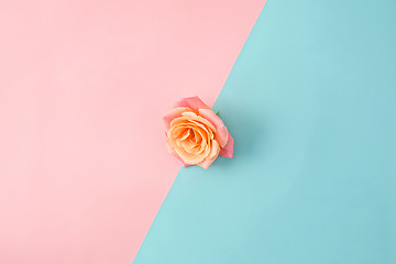 Image showing The rose on colorful modern background