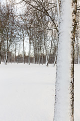 Image showing trees in winter, snow