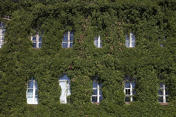 Image showing old building covered with ivy