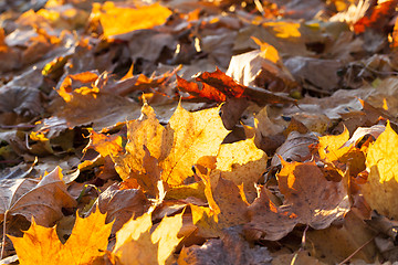 Image showing The fallen maple leaves