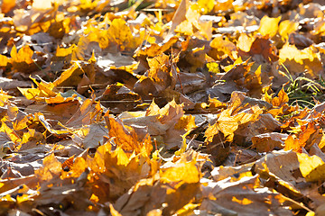 Image showing fallen leaves of a maple