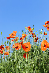 Image showing Red Poppy in the field