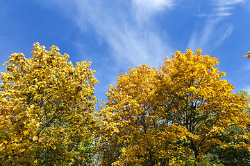 Image showing yellowed maple trees in autumn