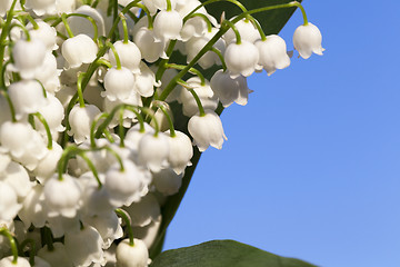 Image showing Forest lily of the valley close-up