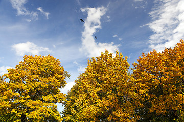 Image showing the leaves on the trees