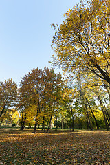 Image showing trees in autumn, close-up