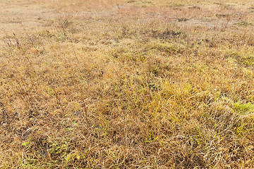 Image showing yellowed grass, autumn