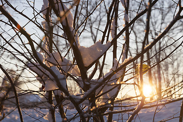 Image showing trees in the forest in winter