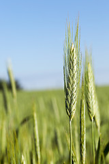 Image showing field with cereals