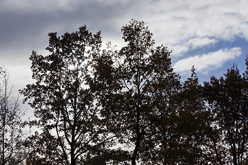 Image showing trees in autumn, close-up