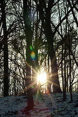 Image showing sun sunrise winter