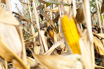 Image showing Field corn, agriculture