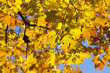 Image showing colorful maple leaves