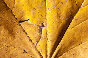 Image showing The fallen maple leaves