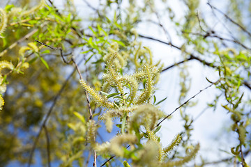 Image showing willow in the spring time of the year