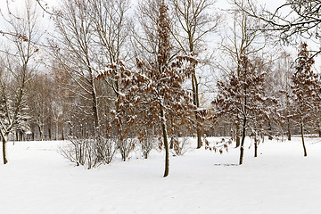 Image showing trees in the snow