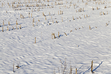 Image showing Photo of snow, close-up