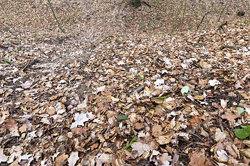 Image showing fallen leaves on the ground