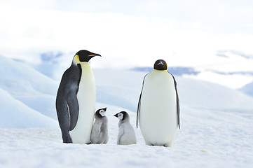 Image showing Emperor Penguins with chick