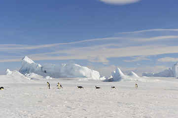 Image showing Emperor Penguin on the snow