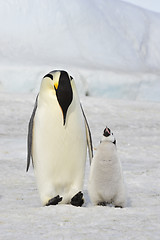 Image showing Emperor Penguin with chick