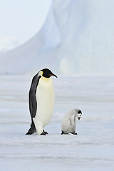 Image showing Emperor Penguin with chick