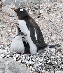 Image showing Adult Gentoo penguiN with chick.