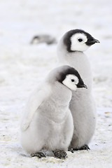 Image showing Emperor Penguin chicks in Antarctica