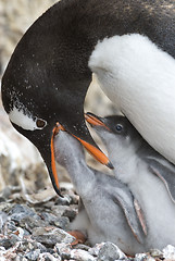 Image showing Adult Gentoo penguiN with chick.