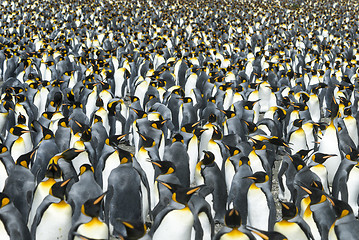 Image showing King penguins colony at South Georgia