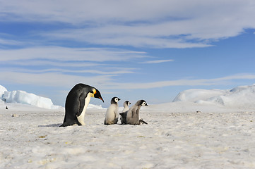 Image showing Emperor Penguins with chick