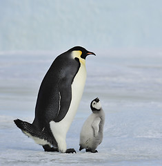 Image showing Emperor Penguin with chick