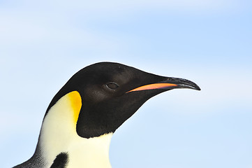 Image showing Emperor Penguin close up