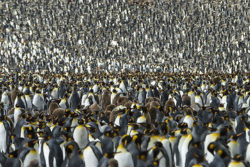 Image showing King penguins colony at South Georgia