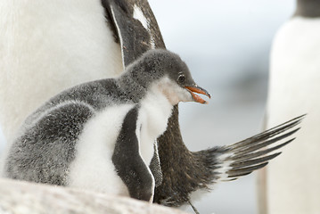 Image showing Adult Gentoo penguiN with chick.