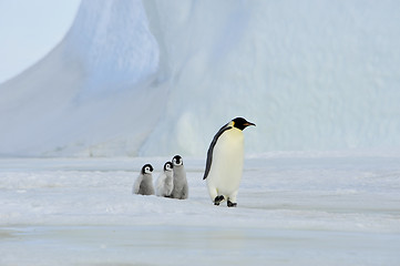 Image showing Emperor Penguins with chick