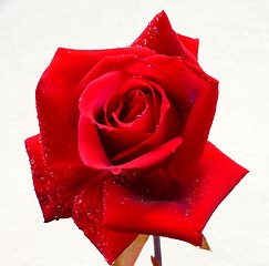 Image showing Red rose