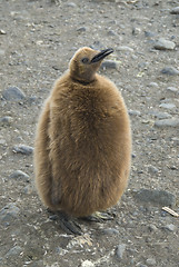 Image showing Fluffy King penguin chick